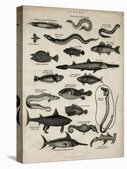 Varieties of Fish-null-Stretched Canvas