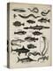 Varieties of Fish-null-Stretched Canvas