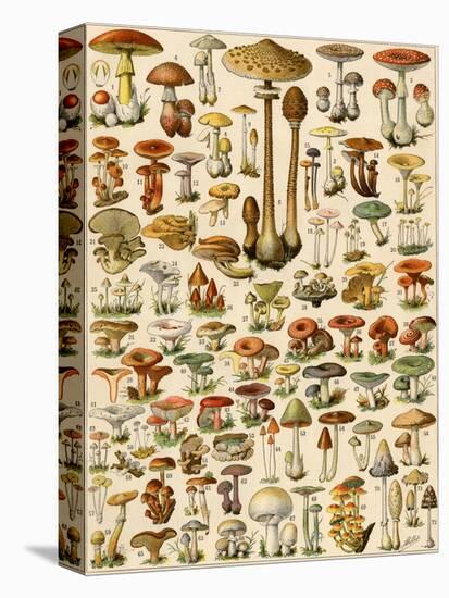 Varieties of Mushrooms-null-Premier Image Canvas