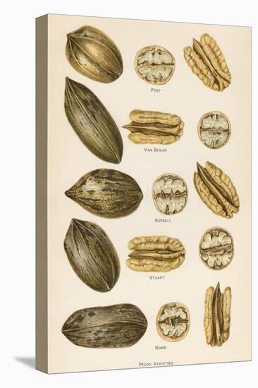 Varieties of Pecans-null-Stretched Canvas