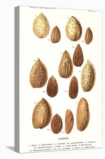 Variety of Almonds-null-Stretched Canvas