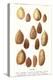 Variety of Almonds-null-Stretched Canvas