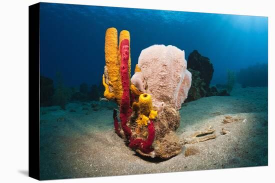 Variety of Sponges-Reinhard Dirscherl-Premier Image Canvas