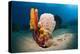 Variety of Sponges-Reinhard Dirscherl-Premier Image Canvas
