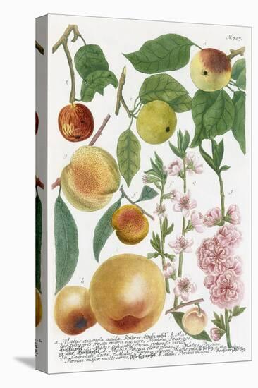 Various Apples-Georg Dionysius Ehret-Premier Image Canvas