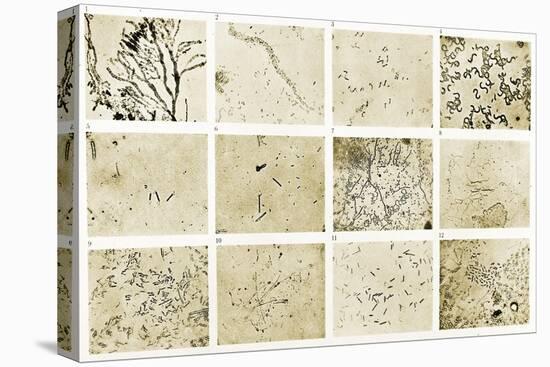 Various Bacilli Observed by Robert Koch-Science Source-Premier Image Canvas