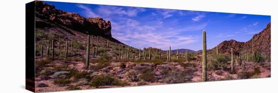 Various cactus plants in a desert, Organ Pipe Cactus National Monument, Arizona, USA-null-Premier Image Canvas