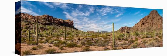Various cactus plants in a desert, Organ Pipe Cactus National Monument, Arizona, USA-null-Premier Image Canvas