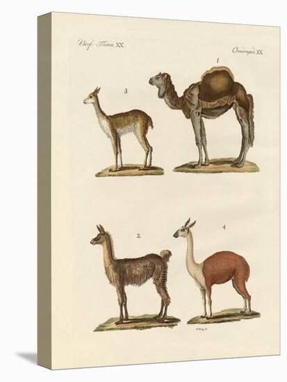 Various Camels-null-Premier Image Canvas