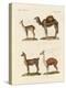 Various Camels-null-Premier Image Canvas