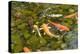 Various Colored Koi-dosecreative-Premier Image Canvas