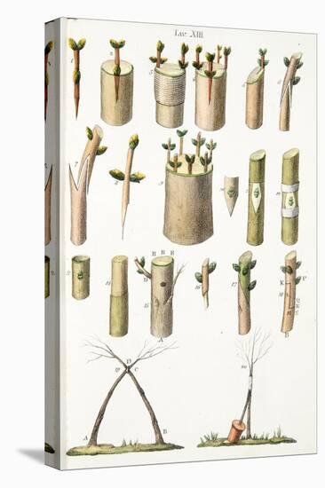 Various Examples of Grafting Fruit Trees, Plate Xiv, from L'antotrofia Ossia La Coltivazione De'fio-Italian School-Premier Image Canvas