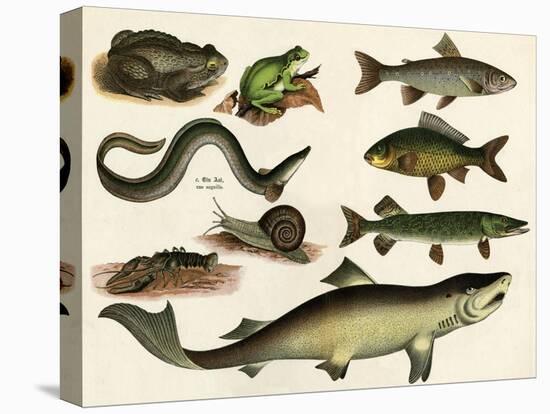 Various Fish and Reptiles-null-Stretched Canvas