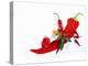 Various Fresh Chilli Peppers on a Picture of a Chilli Pepper-Bodo A^ Schieren-Premier Image Canvas