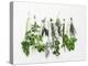 Various Fresh Herbs Hanging Up-Tanya Zouev-Premier Image Canvas