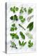 Various Herbs on Marble-Peter Howard Smith-Premier Image Canvas