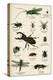 Various Insects C1880-null-Stretched Canvas