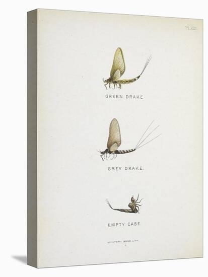 Various Insects: Green Drake, Grey Drake, Empty Case-Fraser Sandeman-Premier Image Canvas