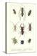Various Kinds of Beetles-null-Stretched Canvas