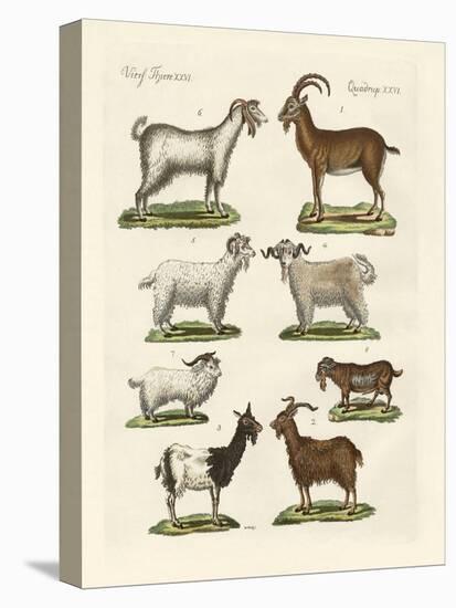 Various Kinds of Goats and Bucks-null-Premier Image Canvas