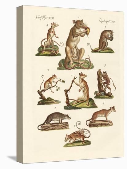 Various Kinds of Marsupials-null-Premier Image Canvas