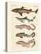 Various Kinds of Sharks-null-Premier Image Canvas