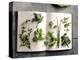 Various Salad Herbs on an Open Book-Walter Cimbal-Premier Image Canvas