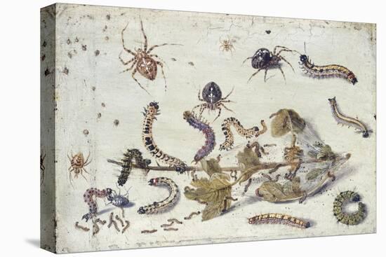 Various Spiders and Caterpillars, with a Sprig of Gooseberry, Early 1650S-Jan van Kessel-Premier Image Canvas