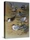 Various Terns, 1915-Archibald Thorburn-Premier Image Canvas
