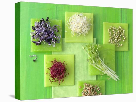 Various Types of Sprouts and Sprouted Seeds-Jan-peter Westermann-Premier Image Canvas