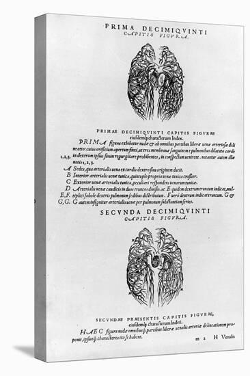 Vascular System of the Brain-Andreas Vesalius-Premier Image Canvas