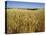 Vast Fields of Ripening Wheat, Near Northam, West Australia, Australia, Pacific-Richard Ashworth-Premier Image Canvas