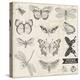 Vector Set: Calligraphic Hand Drawn Butterflies - for Design and Scrapbook - in Vector-woodhouse-Stretched Canvas