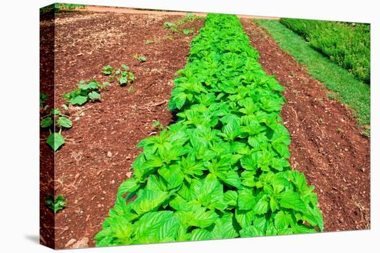 Vegetable garden at Thomas Jefferson's Monticello in Charlottesville Virginia-null-Premier Image Canvas