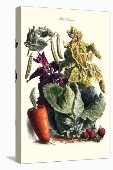 Vegetables; Cabbage, Peas, Strawberries, and Carrot-Philippe-Victoire Leveque de Vilmorin-Stretched Canvas
