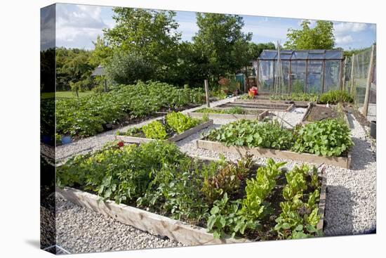 Vegetables Growing in Raised Beds on Garden Plot-null-Premier Image Canvas