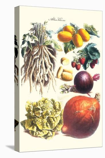 Vegetables; Lettuce, Persimmon, Turnip, Potato, Pumpkin, Strawberries, and Legumes-Philippe-Victoire Leveque de Vilmorin-Stretched Canvas