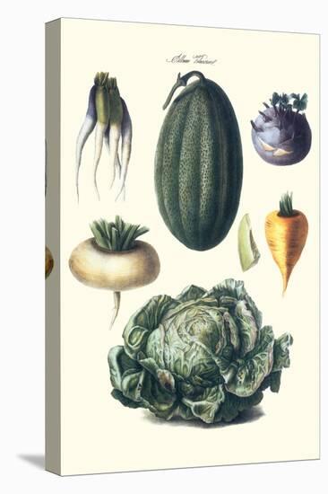 Vegetables; Melon, Turnip, Lettuce, Cabbage,-Philippe-Victoire Leveque de Vilmorin-Stretched Canvas