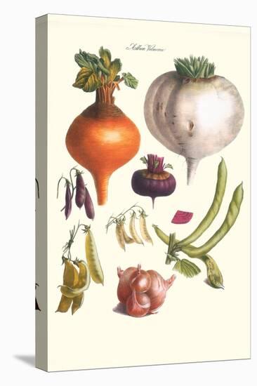 Vegetables; Peas, Onion, Turnip, Raddish, Green Beans-Philippe-Victoire Leveque de Vilmorin-Stretched Canvas