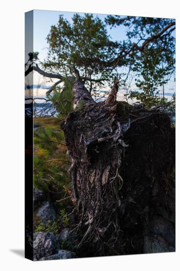 Vegetation, fallen tree, shore, Stora Le Lake, Sweden-Andrea Lang-Premier Image Canvas