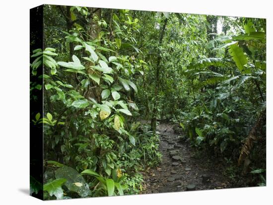 Vegetation in the Rain Forest, Tortuguero National Park, Costa Rica, Central America-R H Productions-Premier Image Canvas