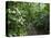 Vegetation in the Rain Forest, Tortuguero National Park, Costa Rica, Central America-R H Productions-Premier Image Canvas