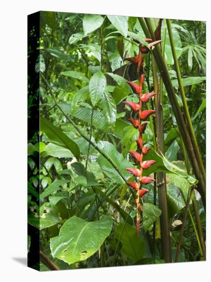 Vegetation in the Rain Forest, Tortuguero National Park, Costa Rica, Central America-R H Productions-Premier Image Canvas