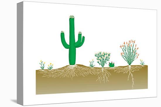 Vegetation Profile of a Desert. Biosphere, Earth Sciences-Encyclopaedia Britannica-Stretched Canvas