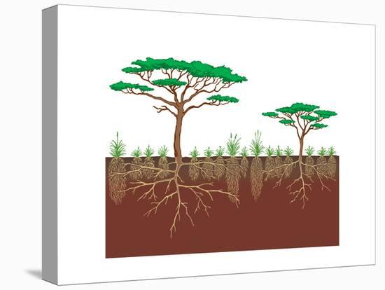 Vegetation Profile of a Savanna. Biosphere, Earth Sciences-Encyclopaedia Britannica-Stretched Canvas