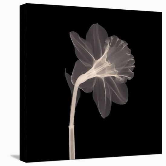 Veiled Blossom (Sepia)-null-Stretched Canvas