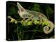 Veiled Chameleon, Chamaeleo Calyptratus, Native to Yemen-David Northcott-Premier Image Canvas