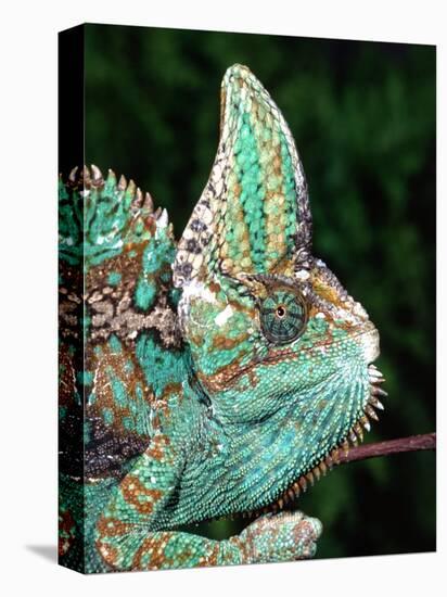 Veiled Chameleon, Native to Yemen-David Northcott-Premier Image Canvas