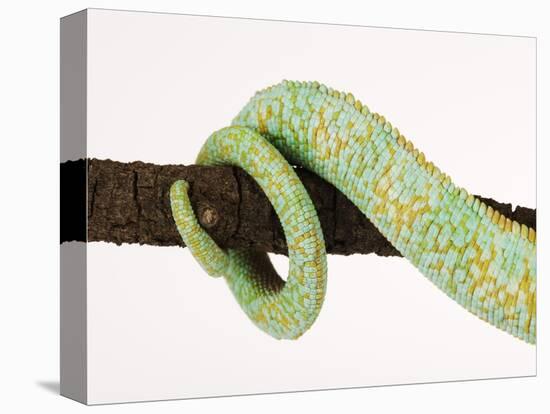 Veiled Chameleon Tail Wrapped Around Twig-Martin Harvey-Premier Image Canvas