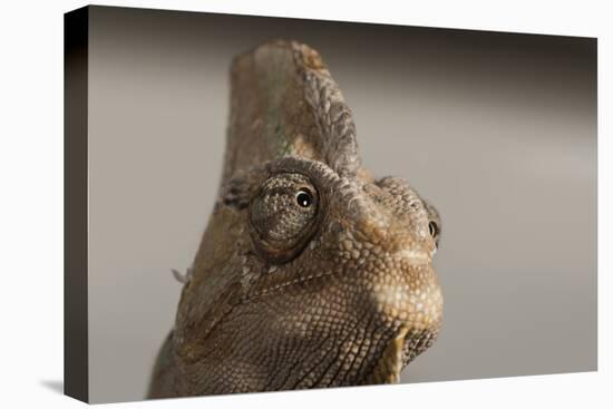 Veiled chameleon (Yemen chameleon) (Chamaeleo Calyptratus), captive, United Kingdom, Europe-Janette Hill-Premier Image Canvas